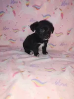 Lola, a female Yorkshire Terrier and Poodle - Toy  for sale in Lapeer, MI – 7 of 10
