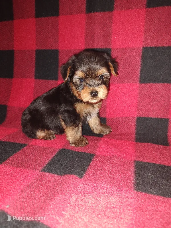 Marty – Yorkshire Terrier puppy for sale in Lapeer, MI