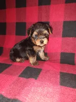 Marty, a male Yorkshire Terrier for sale in Lapeer, MI – 1 of 10