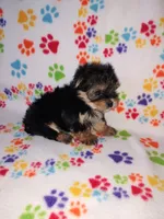 Lady, a female Maltese and Yorkshire Terrier for sale in Lapeer, MI – 5 of 8