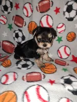 Sammy, a male Maltese and Yorkshire Terrier for sale in Lapeer, MI – 5 of 10