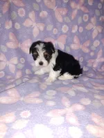 Macie, a female Maltese and Yorkshire Terrier for sale in Lapeer, MI – 4 of 10