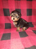 Marty, a male Yorkshire Terrier for sale in Lapeer, MI – 6 of 10
