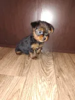 Macie, a female Yorkshire Terrier for sale in Lapeer, MI – 2 of 6
