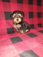 Marty, a male Yorkshire Terrier for sale in Lapeer, MI – 8 of 10