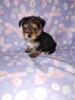 Bell, a female Yorkshire Terrier for sale in Lapeer, MI – 1 of 10