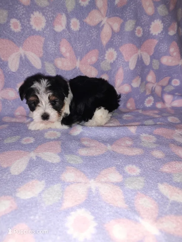 Macie – Maltese, Yorkshire Terrier puppy for sale in Lapeer, MI