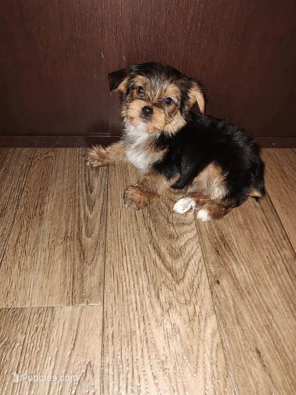 Bell – Yorkshire Terrier puppy for sale in Lapeer, MI