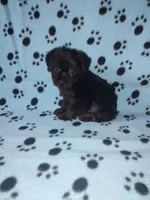 Benny, a male Yorkshire Terrier and Poodle - Toy  for sale in Lapeer, MI – 10 of 10