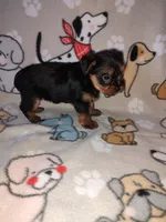 Mia, a female Yorkshire Terrier for sale in Lapeer, MI – 10 of 10
