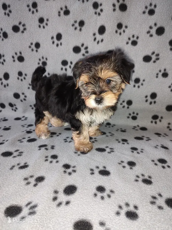 Max – Maltese, Yorkshire Terrier puppy for sale in Lapeer, MI