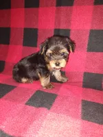 Marty, a male Yorkshire Terrier for sale in Lapeer, MI – 7 of 10