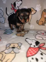 Mia, a female Yorkshire Terrier for sale in Lapeer, MI – 8 of 10