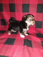 Benny, a male Maltese and Yorkshire Terrier for sale in Lapeer, MI – 5 of 10