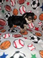 Sammy, a male Maltese and Yorkshire Terrier for sale in Lapeer, MI – 3 of 10