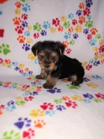 Ava, a female Yorkshire Terrier for sale in Lapeer, MI – 2 of 10