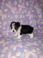 Macie, a female Maltese and Yorkshire Terrier for sale in Lapeer, MI – 5 of 10