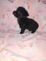 Lola, a female Yorkshire Terrier and Poodle - Toy  for sale in Lapeer, MI – 5 of 10