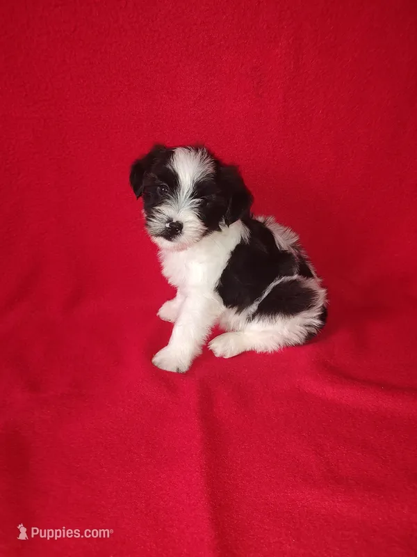 Blake – Yorkshire Terrier, Poodle - Toy  puppy for sale in Lapeer, MI