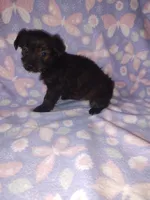 Bella, a female Yorkshire Terrier and Poodle - Toy  for sale in Lapeer, MI – 10 of 10