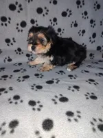 Max, a male Maltese and Yorkshire Terrier for sale in Lapeer, MI – 9 of 10