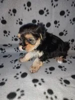 Max, a male Maltese and Yorkshire Terrier for sale in Lapeer, MI – 7 of 10