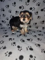 Max, a male Maltese and Yorkshire Terrier for sale in Lapeer, MI – 5 of 10