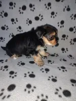 Max, a male Maltese and Yorkshire Terrier for sale in Lapeer, MI – 4 of 10
