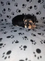 Max, a male Maltese and Yorkshire Terrier for sale in Lapeer, MI – 2 of 10