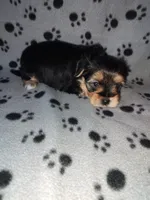 Max, a male Maltese and Yorkshire Terrier for sale in Lapeer, MI – 3 of 10