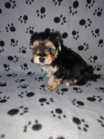 Max, a male Maltese and Yorkshire Terrier for sale in Lapeer, MI – 8 of 10