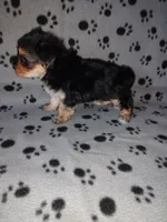 Max, a male Maltese and Yorkshire Terrier for sale in Lapeer, MI – 10 of 10