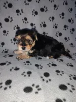 Max, a male Maltese and Yorkshire Terrier for sale in Lapeer, MI – 6 of 10