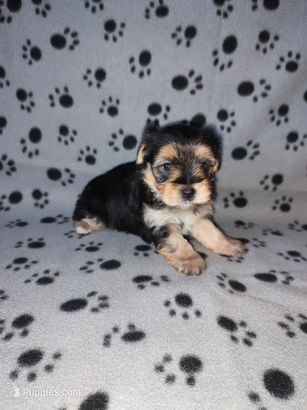 Max – Maltese, Yorkshire Terrier puppy for sale in Lapeer, MI