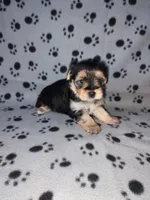 Max, a male Maltese and Yorkshire Terrier for sale in Lapeer, MI – 1 of 10