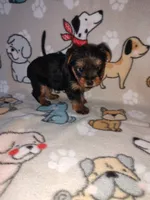 Mia, a female Yorkshire Terrier for sale in Lapeer, MI – 7 of 10