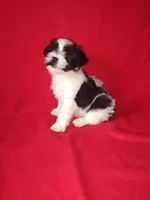 Blake, a male Yorkshire Terrier and Poodle - Toy  for sale in Lapeer, MI – 2 of 10