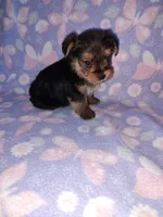 Bell, a female Yorkshire Terrier for sale in Lapeer, MI – 10 of 10