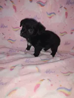 Lola, a female Yorkshire Terrier and Poodle - Toy  for sale in Lapeer, MI – 4 of 10