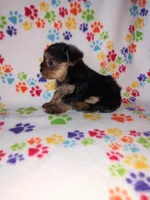Ava, a female Yorkshire Terrier for sale in Lapeer, MI – 8 of 10