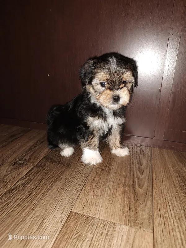 Benny – Maltese, Yorkshire Terrier puppy for sale in Lapeer, MI