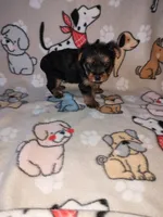 Mia, a female Yorkshire Terrier for sale in Lapeer, MI – 3 of 10