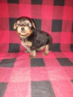 Marty, a male Yorkshire Terrier for sale in Lapeer, MI – 9 of 10