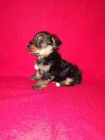 Anna, a female Yorkshire Terrier for sale in Lapeer, MI – 5 of 10