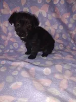 Bella, a female Yorkshire Terrier and Poodle - Toy  for sale in Lapeer, MI – 2 of 10