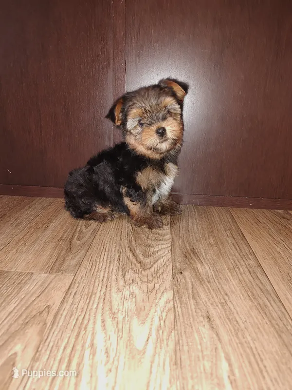 Mickey – Yorkshire Terrier puppy for sale in Lapeer, MI