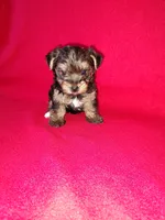 Anna, a female Yorkshire Terrier for sale in Lapeer, MI – 2 of 10