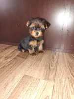 Macie, a female Yorkshire Terrier for sale in Lapeer, MI – 3 of 6