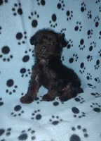Benny, a male Yorkshire Terrier and Poodle - Toy  for sale in Lapeer, MI – 2 of 10