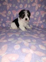 Macie, a female Maltese and Yorkshire Terrier for sale in Lapeer, MI – 8 of 10